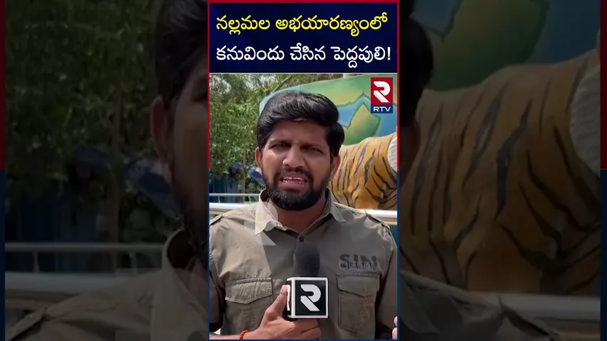 నల్లమల అభయారణ్యంలో కనువిందు చేసిన పెద్దపులి! | Tiger Spotted In Nallamala Forest | RTV