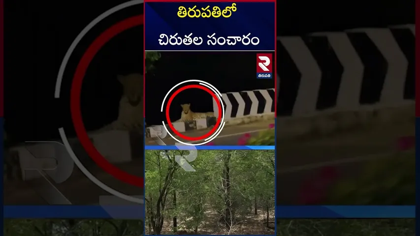 తిరుపతిలో చిరుతల సంచారం | Leopards in Tirumala and Tirupati | RTV