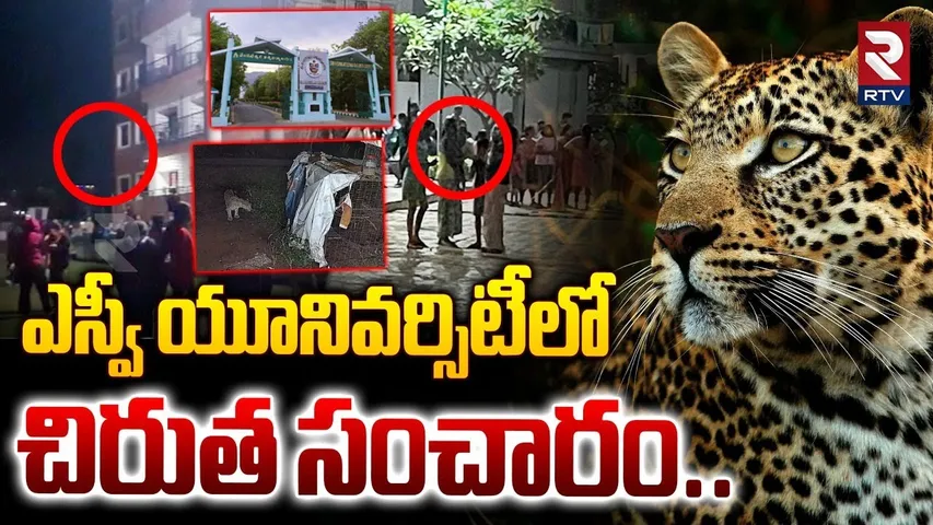 ఎస్వీ యూనివర్సిటీలో  చిరుత సంచారం..| Leopard At SV University Tirupati | RTV