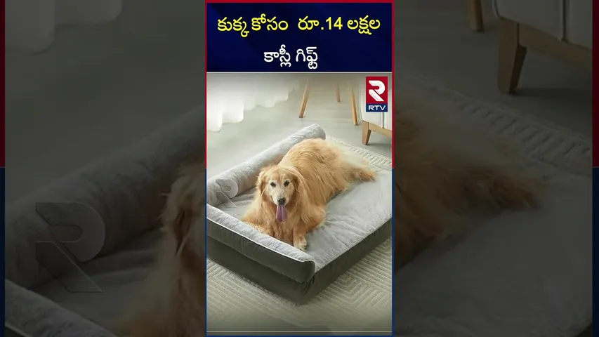 కుక్కకు రూ.14 లక్షల గిఫ్ట్  చుస్తే కళ్ళు బైర్లు కమ్మాల్సిందే.!| A man gifted his pet with this gift