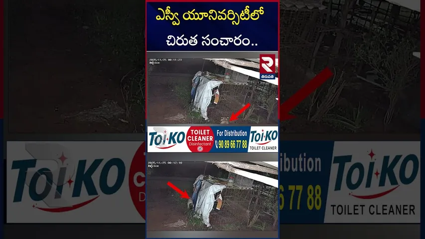 ఎస్వీ యూనివర్సిటీలో చిరుత సంచారం. | Leopard At SV University Tirupati | RTV