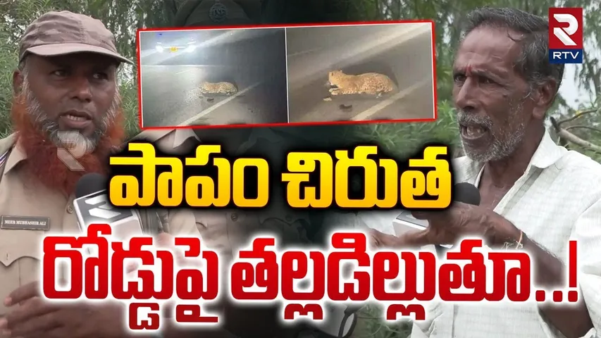 పాపం చిరుత రోడ్డుపై తల్లడిల్లుతూ..! | Leopard Injured In Car A*ccident At Nizamabad | RTV