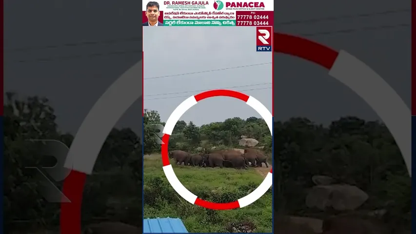 పంట పొలాలు నాశనం చేసిన ఏనుగుల గుంపు | Elephants Hulchul in Chittoor District | RTV