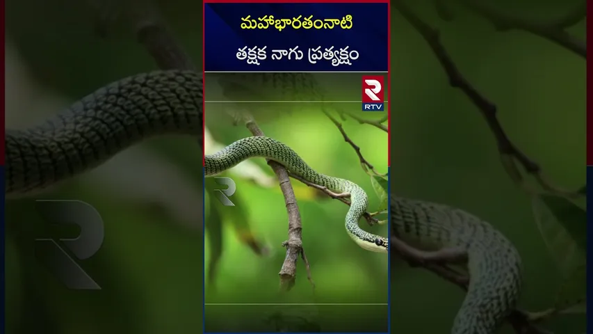 ఝార్ఖండ్‌లో అరుదైన దృశ్యం భారతంనాటి తక్షక నాగు ప్రత్యక్షం |Jharkhand  takshaka nagu | RTV