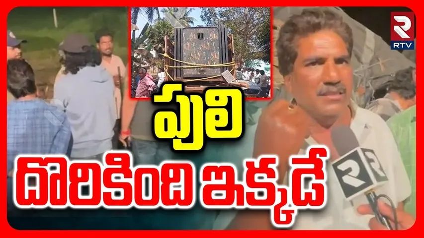 Tiger In East Godavari District | పులి దొరికింది ఇక్కడే! | Tiger Catch In Ramachandrapuram | RTV