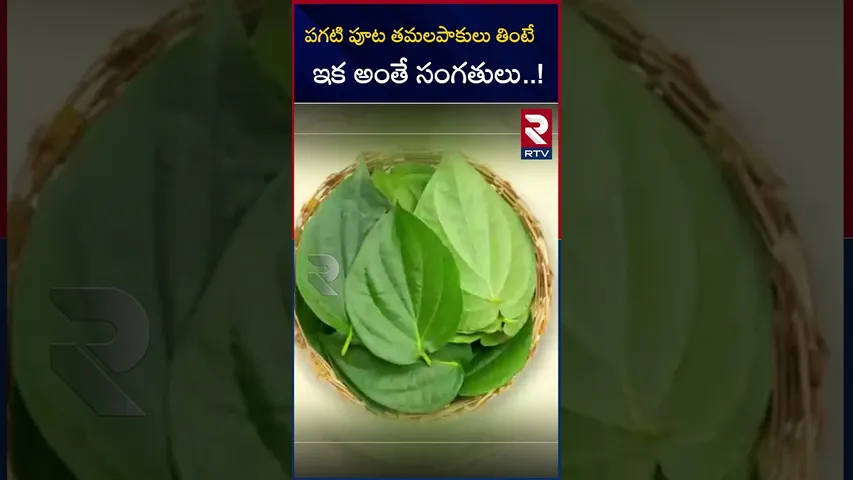 పగటి పూట తమలపాకులు తింటే ఇక అంతే సంగతులు..! | betel leaves | Effects | benefits | RTV