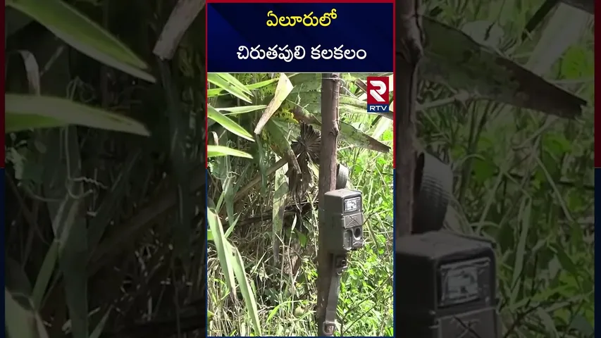 ఏలూరులో చిరుతపులి కలకలం..| Leopard Hulchul in Eluru District | RTV