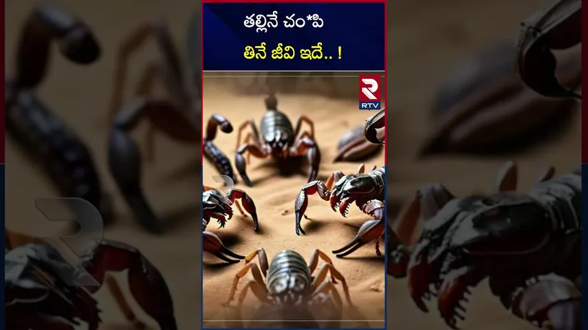 పుట్టగానే తల్లినే చం*పి తింటుంది ఆ జీవి ఏదంటే.?| kills and eats its mother  soon as it is born |RTV
