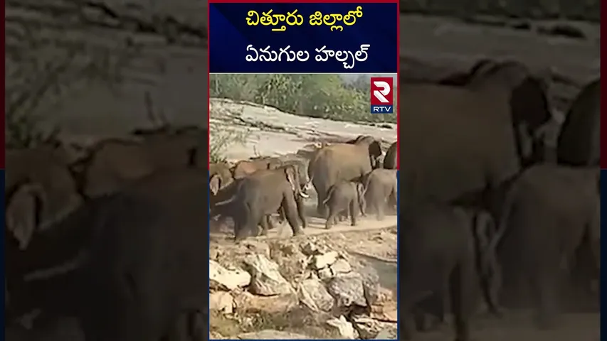 చిత్తూరు జిల్లాలో ఏనుగుల హల్చల్ | Elephants | Chittoor district RTV