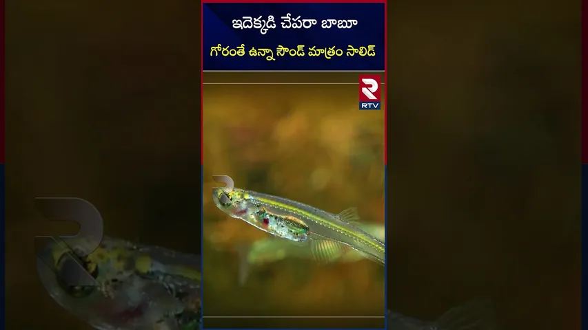 ఇదెక్కడి చేపరా బాబూ గోరంతే ఉన్నా సౌండ్ మాత్రం సాలిడ్ | Danionella Cerebrum Fish | RTV