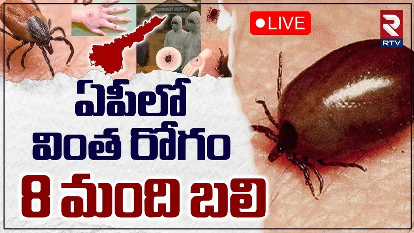 Scrub Typhus Tension in AP🔴LIVE : రాష్ట్రవ్యాప్తంగా మొత్తం 1537 కేసులు | Guntur | Chittoor | RTV