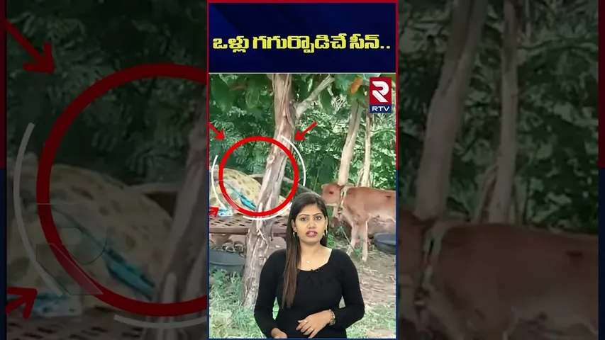 ఒళ్లు గగుర్పొడిచే సీన్ | A Cobra Climbed On A Woman Sleeping On A Bed In Afield | Karnataka | RTV
