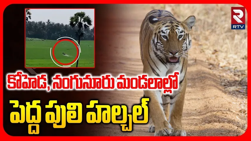 Tiger Hulchal At Kodeha & Nangoonur Mnadal | కోహెడ, నంగునూరు మండలాల్లో పెద్ద పులి హల్చల్ | Siddipet