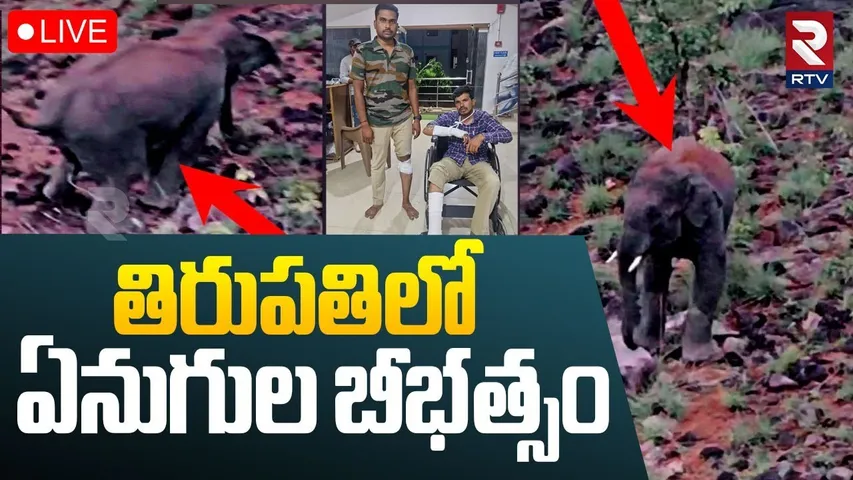 Elephants Hulchul In Tirupati🔴LIVE : తిరుపతిలో ఏనుగుల బీభత్సం | Yarravaripalem | RTV