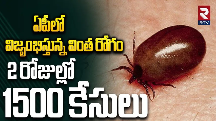 2 రోజుల్లో 1500 కేసులు.. ఏపీలో విజృంభిస్తున్న వింత రోగం.. | Scrub Typhus Spread In AP | Guntur | RTV
