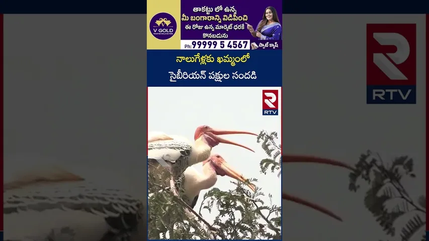 నాలుగేళ్లకు ఖమ్మంలో సైబీరియన్ పక్షుల సందడి | Siberian birds in Khammam District | RTV