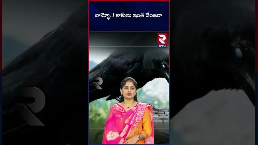 వామ్మో..! కాకులు ఇంత డేంజరా...!  crows are dangerous | RTV