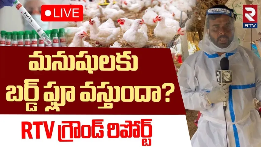 Bird Flu Latest News 🔴LIVE : మనుషులకు బర్డ్‌ ఫ్లూ వస్తుందా? | AP And Telangana | RTV
