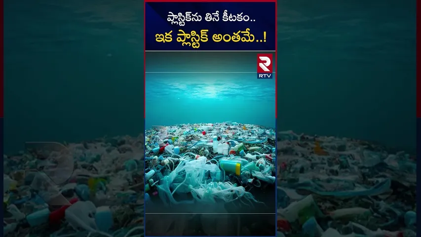 ప్లాస్టిక్‌ను తినే కీటకం..ఇక ప్లాస్టిక్ అంతమే..!|Plastic eating insects|That leads to clear plastic?