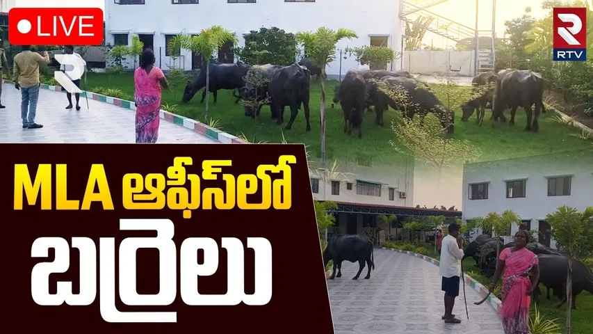 Buffaloes In MLA Camp Office🔴LIVE : MLA ఆఫీస్‌లో బర్రెలు | Farmer Protest | MLA Gandra Satyanarayana