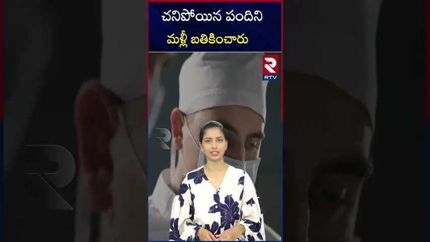 చనిపోయిన పందిని మళ్లీ బతికించారు | A new research on pig mind | RTV
