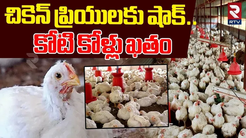 BIG SHOCKING NEWS : Millions of Chickens Di*ed Due To New Virus | కోటి కోళ్లు ఖతం | RTV