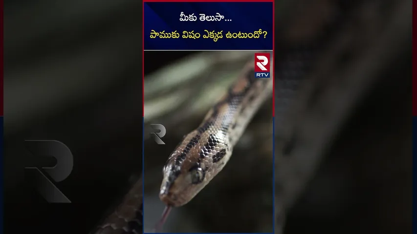 పాముకు విషం ఆ పార్ట్‌లో ఉంటుందా? | How much poison a snake carries and  where it hold it ..! RTV
