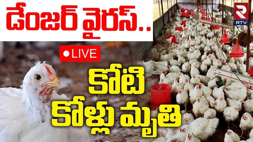 డేంజర్ వైరస్‌..కోటి కోళ్లు మృతి 🔴LIVE : Hens Died In Poultry Farms | Symptoms of H15N Virus | RTV