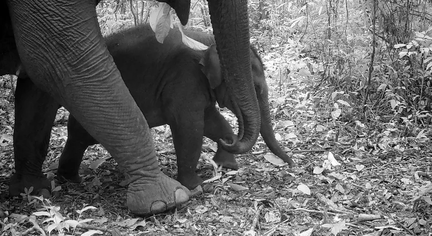 Newborn Elephants and Endangered Dholes Thrive in Minor Hotels’ Protected Cardamom Forest