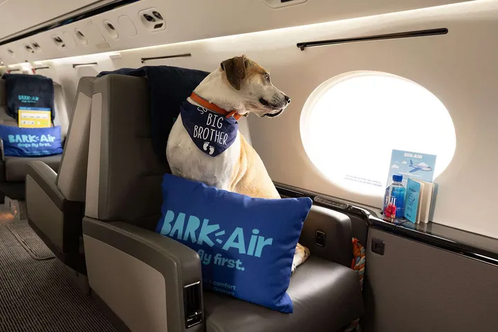 BARK Air Celebrates First Anniversary with New Routes and Private Charters
