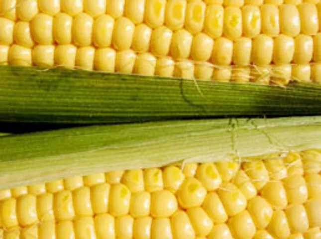 for how long should you boil corn