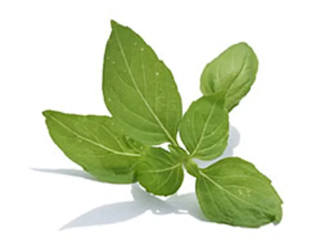basil a fragrance oh so pleasant