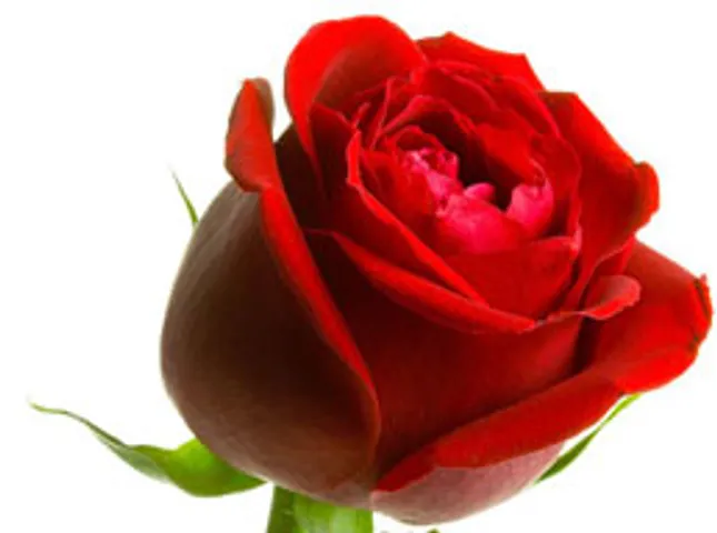 rose flavour of the season