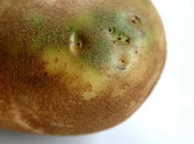 will a potato with green skin eventually ripen