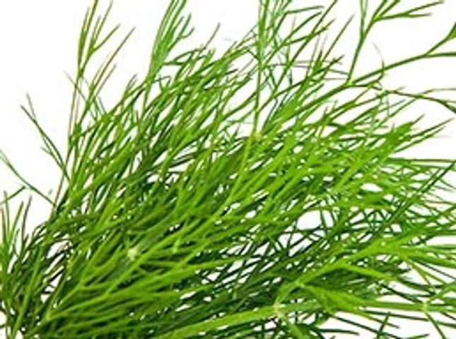 dill hi to hai