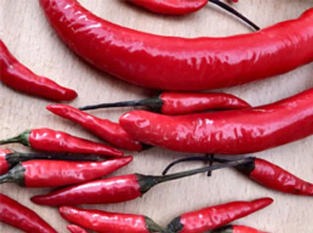 why are chillies spicy