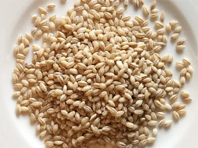 barley a grain so nutritious