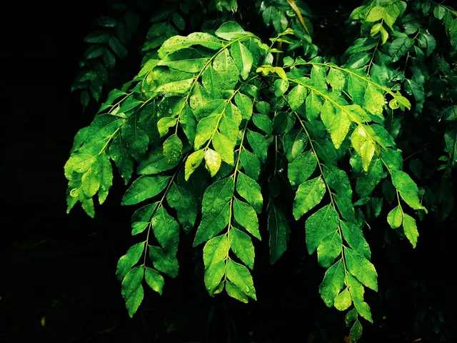 Curry leaves are truly invaluable in every way