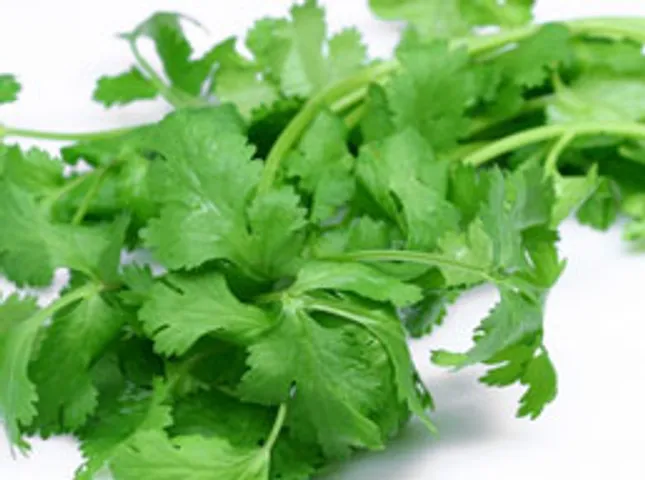 Coriander Green winner all the way