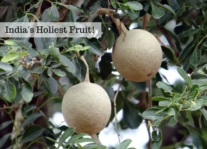 Indias Holiest Fruit