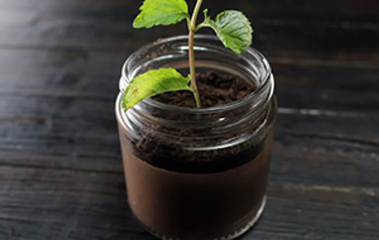 Plant in a Jar