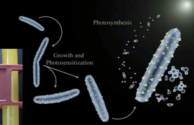 Cyborg Bacteria Can Harvest Solar Energy to Produce Fuel