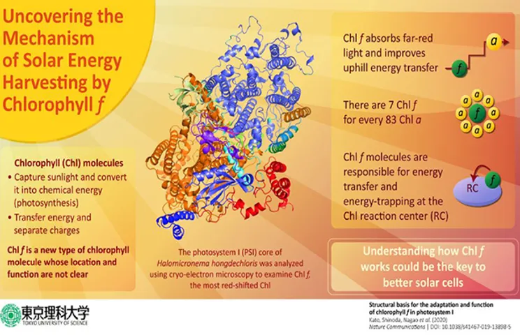 Chlorophyll Molecule Could Be Key to Better Solar Cells: Study