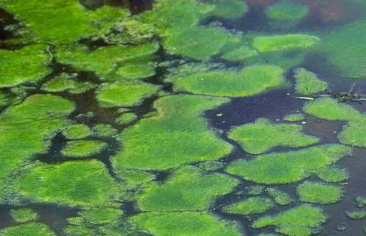 Scientist Algae