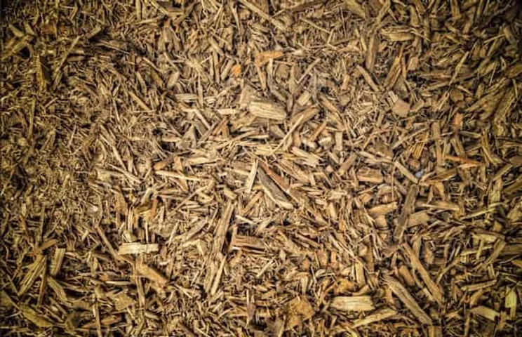 “Green” Credentials of Biomass Energy Challenged by Korean Solar Industry