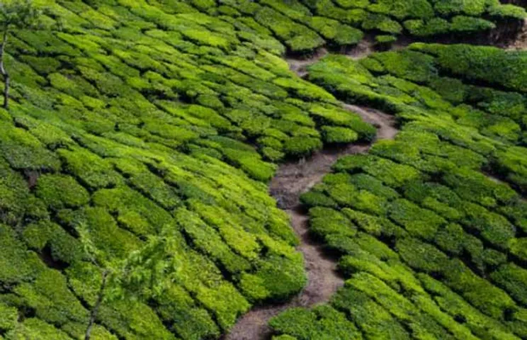 Solar Plants in Tea