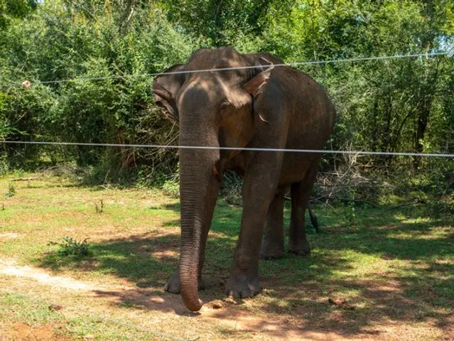 Solar Fence for Elephants