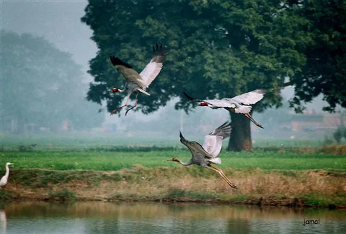 Bakhira Bird Sanctuary