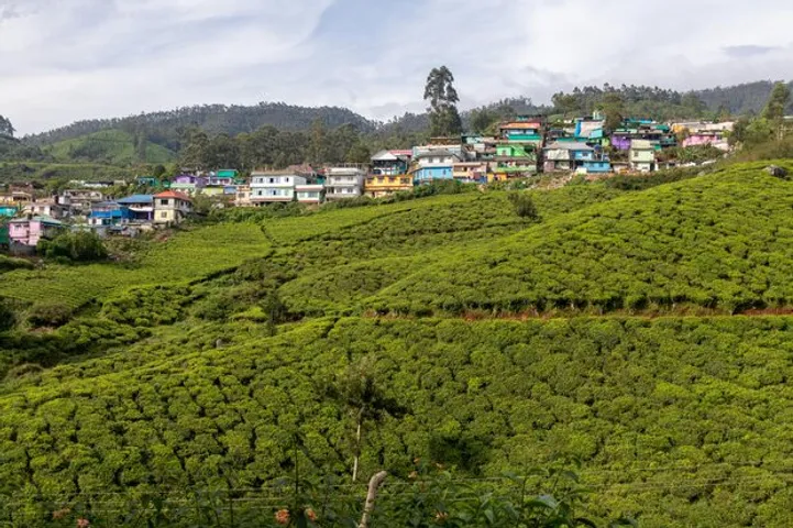 TPREL Lights Up Asia’s Largest Tea Estate With Bifacial Solar System Project