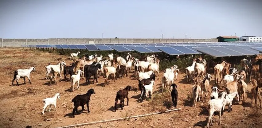 Herbicide Use in Solar Parks Poses New Ecological Risks